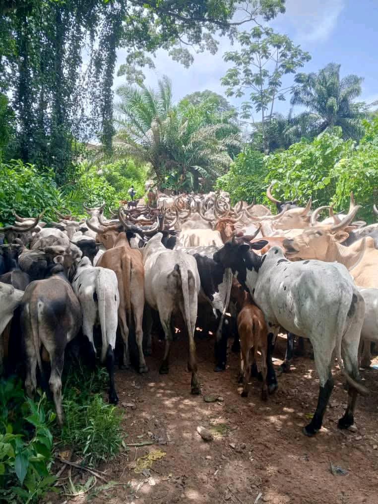 Immagine-WhatsApp-2025-06-23-ore-10.00.48_608b4689 Beyla/Élevage : Opération de conduite de 1 500 bœufs vers la frontière dans le cadre de l’interdiction de la transhumance